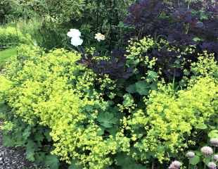 Alchemilla in full flower