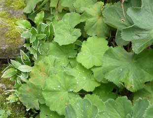 Alchemilla mollis with re growth