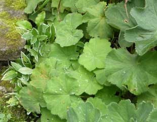 Alchemilla mollis with re growth