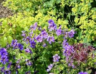 Alchemilla mollis with Allim and Geranium