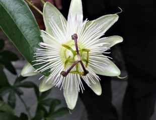 passionflora caerulea 'Constance Elliot'