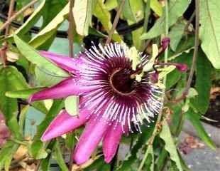 passiflora  violacea