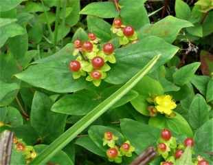 Hypericum with attractive berries