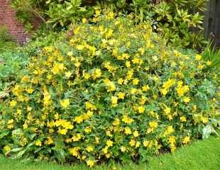 hypercurim shrub in bloom