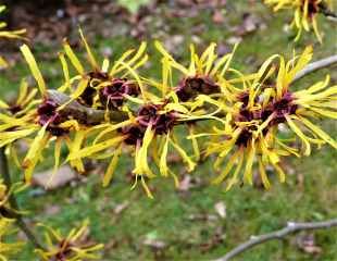 Hamamelis in flower