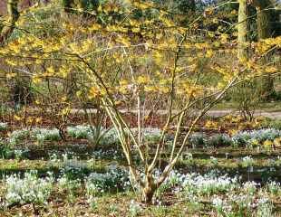 金缕梅在林地环境下种植雪花莲