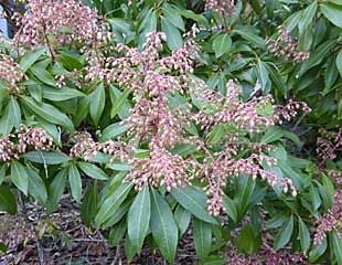 Pieris japonica valley valentine