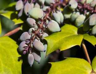 Mahonia with berries