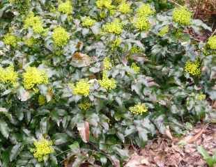 Mahonia repens 'Rotundifolia