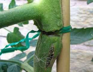 How to tie in tomatoes