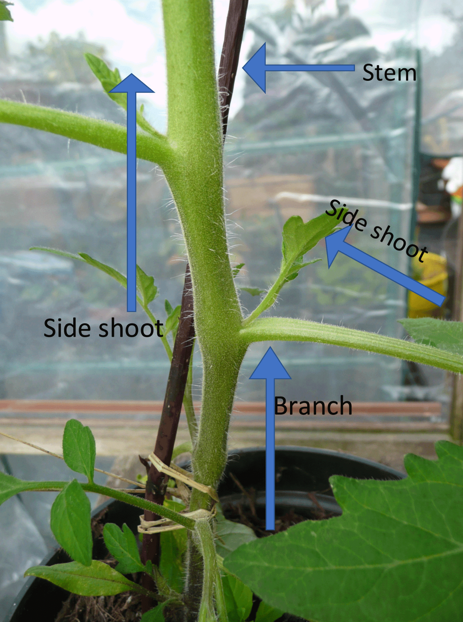tomato shoot