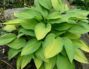 Large mature Hosta