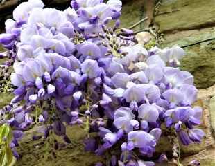 lovely wisteria blooms