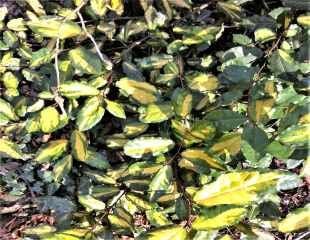 elaeagnus