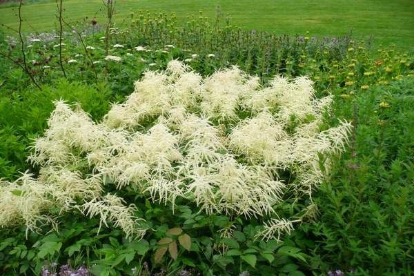 Aruncus dioicus 'Kneiffii' 