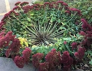 Sedum spread out with bare middle