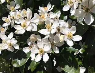 Close up Choisya  'Aztec Pearl'  flowers