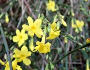 Winter flowering  Jasmin with delicate yellow flowers