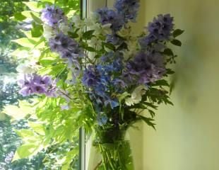 home grow flowers Delphiniums in vase 