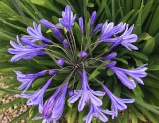 sharp blue agapanthus blooms