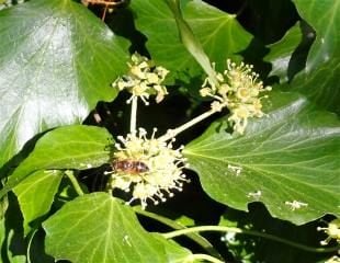 English ivy with bees in November