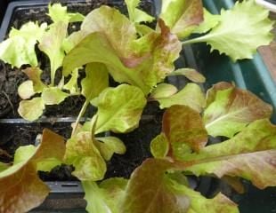 Autumn sown seedlings