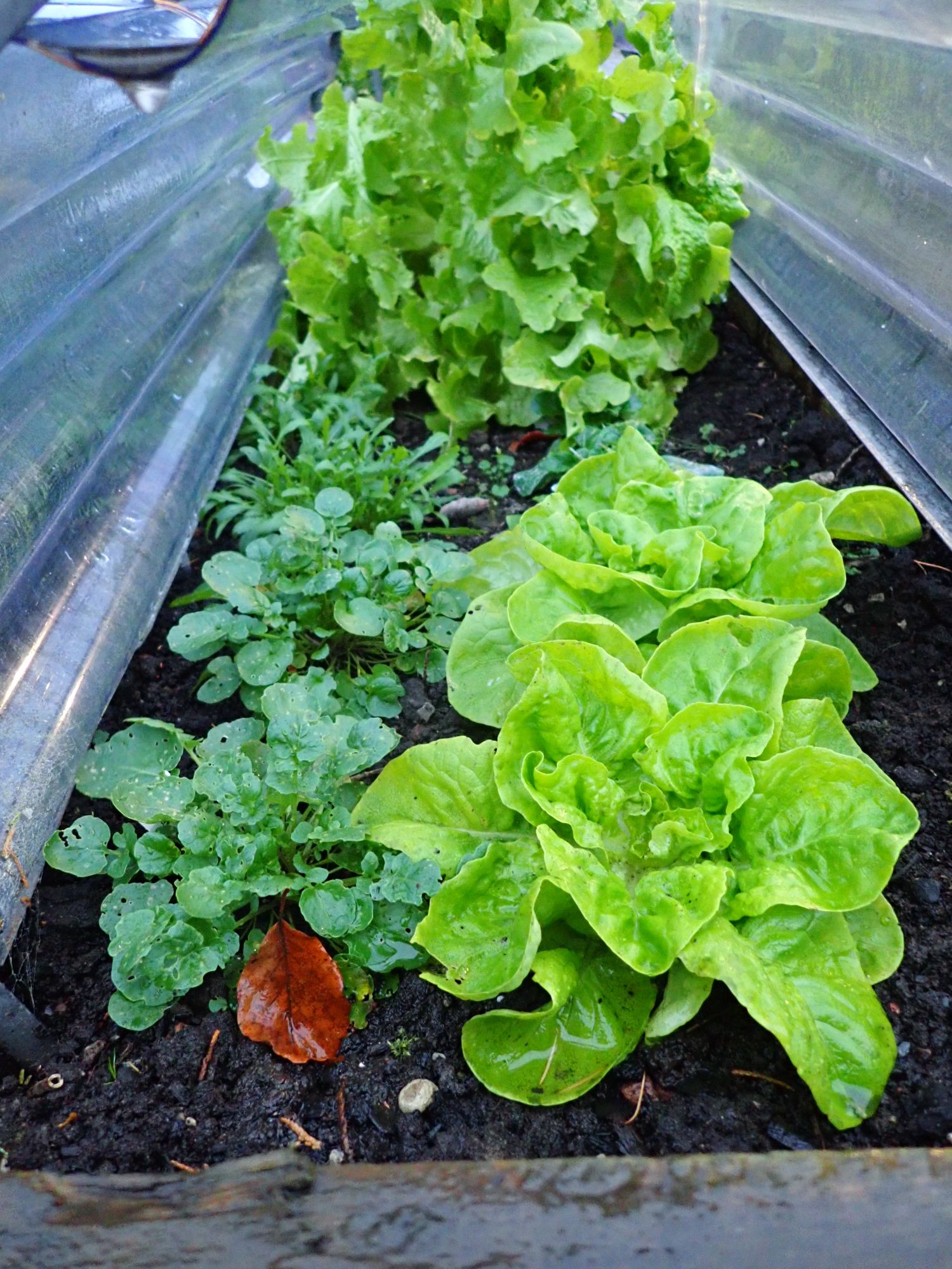 Winter lettuce under cloche