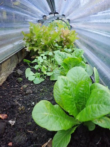 How To Grow Winter Lettuce and have fresh lettuce all winter