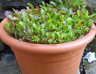 Growing Rocket in a container