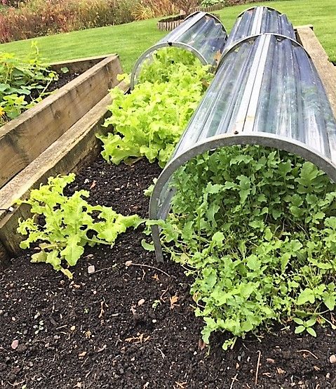 Lettuce in Autumn growing outside without winter protection