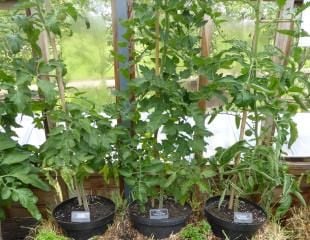 Cordon tomatoes in greenhouse