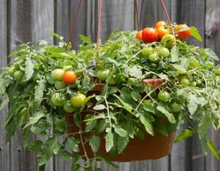 Bush tomatoes in hanging baskset