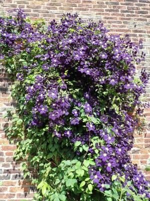 Clematis Jackmanii growing up a wall