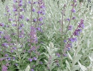 Nepeta and Artemisa 