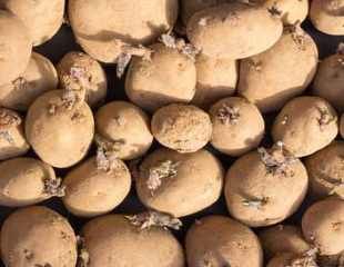 chitting potatoes