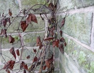 Clematis in late winter it looks dead, but it's not.