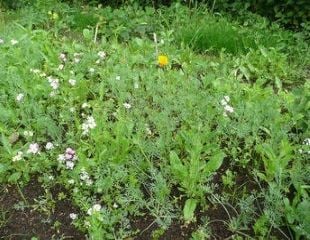 step 6 of wildflower meadow early plant growth