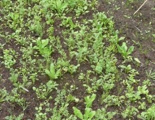 Seedlings just emerging