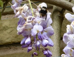 蜜蜂在紫藤上绽放