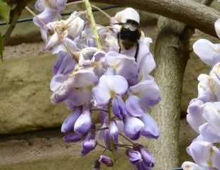 bee on wisteria bloom 