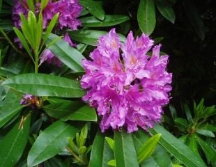 Rhododendron pontiucm -by-eiffel-public-domain-20040617