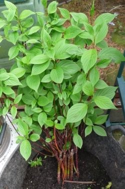 Cornus in temporary home