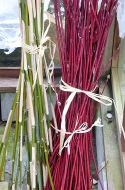 Cornus and bamboo cuttings