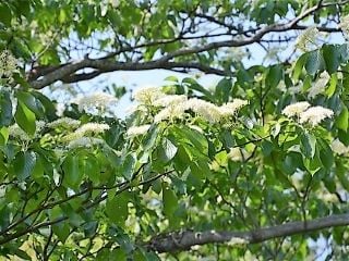 Cornus  Cornus controversa  The Wedding Cake tree