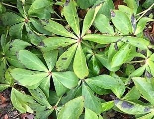 Hellebore before cutting back January 2019