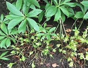 Hellebore after cutting back Jan 2019