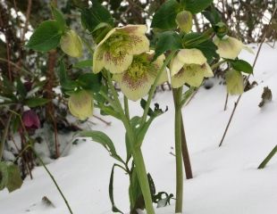 Hellebore in the snow