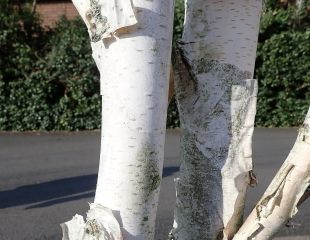 Bark on white birch tree