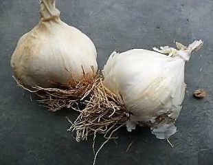 Garlic for planting