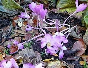 autumn flowering crocus speciosus